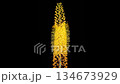 Eremurus Blossoms. Blooming Yellow Eremurus Flower on Black Background. Time Lapse. 4K. 134673929
