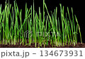 Beautiful Time Lapse of Growth Fresh Green Grass. Accelerated Wheat Plant Growing. 4K. 134673931