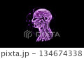 腦部橫斷面動畫 134674338