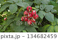 A rosehip bush that is infected with a virus 134682459