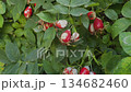 A rosehip bush that is infected with a virus 134682460