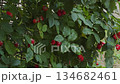 A rosehip bush that is infected with a virus 134682461