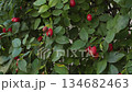 A rosehip bush that is infected with a virus 134682463