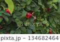 A rosehip bush that is infected with a virus 134682464