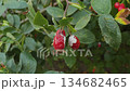 A rosehip bush that is infected with a virus 134682465