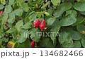 A rosehip bush that is infected with a virus 134682466