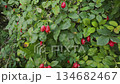 A rosehip bush that is infected with a virus 134682467