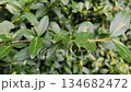 Unusual green leaves on bushes, bright nature 134682472