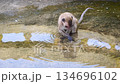 Golden hairy monkey touching water on concrete with its hand, Long-tailed or Crab-eating macaque looking at its own reflection on water's surface at Khao chong krajok, Prachuap Khiri Khan, Thailand 134696102