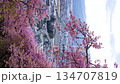 [Vertical video] Kawazu cherry blossoms and the townscape of the Ashigara Plain seen from Matsudayama Nishihirahata Park in the evening 134707819