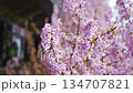 [Vertical video] Branches of Kawazu cherry blossoms in full bloom swaying in the wind 134707821