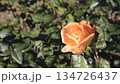 Yellow rose flower 134726437