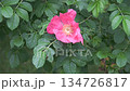 Pink rose flower on a dog rose bush 134726817