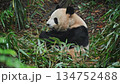 Panda Resting And Nibbling Peacefully, Serene Panda Lounges Contentedly Among Leaves And Soft Ground 134752488