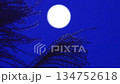 Full moon and silver grass night sky 134752618