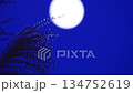 Full moon and silver grass night sky 134752619