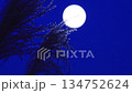Full moon and silver grass night sky 134752624