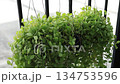 Dischidia plant hanging 134753596