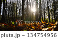 maple foliage in autumn in sunny weather, big changes in the forest on maple trees in autumn, the sun shines through the trees and shines through the foliage 134754956
