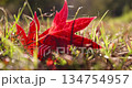 red foliage in the green grass in the autumn season, fallen to the ground red foliage of trees in the autumn season 134754957