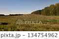 mixed forest during fall foliage, an autumn landscape in a field with trees in a forest during changes in nature 134754962