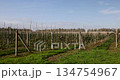 a young apple orchard in the autumn season, young apple trees planted in long and even rows in the orchard in the autumn season 134754967