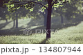 A serene landscape unfolds with tall trees spreading their verdant leaves. The soft morning light filters through, enhancing the tranquility of the lush grass covering the ground. 134807944