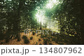 Rich green foliage frames a serene forest with beams of sunlight piercing through trees, casting a warm glow on the earthy landscape. A sense of calm and tranquility envelops the scene. 134807962