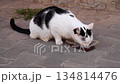 Cute black and white cat eating cat food from a clear plastic bowl in the yard under a canopy in the summer. Then he leaves the frame. Feeding pets or street animals. Video with 25 fps 134814476