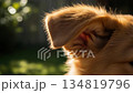 Golden Retriever puppy ears in the sunlight, adorable pet close-up bokeh background 134819796