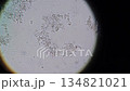 顯微鏡下觀察到的乳酸菌 134821021