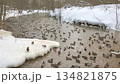 Many ducks in a winter river 134821875