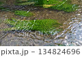 小川のせせらぎと一緒に泳ぐ水中の梅花藻 134824696