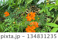 Honey Bee Pollinating Bright Orange Cosmos Flower in a Lush Green Garden 134831235