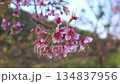 Delicate pink cherry blossoms on a branch, a close-up, revealing their exquisite beauty against a soft background 134837956