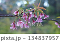 Delicate pink cherry blossoms on a branch, a close-up, revealing their exquisite beauty against a soft background 134837957
