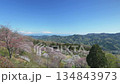Mountain cherry blossoms seen from the observation deck of Minoyama Park 134843973