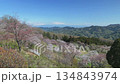 Mountain cherry blossoms seen from the observation deck of Minoyama Park [Panning] 134843974