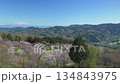 Mountain cherry blossoms seen from the observation deck of Minoyama Park [Panning] 134843975