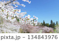 Mountain cherry blossoms swaying in the wind at Minoyama Park 134843976