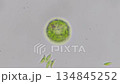 觀察眼蟲鞭毛的運動 134845252