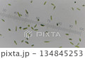 觀察眼蟲 134845253