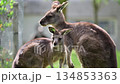Kangaroo mother with joey nursing on green grass, representing family and wildlife 134853363