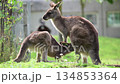 Kangaroo mother with joey nursing on green grass, representing family and wildlife 134853364