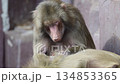 Baboons engaging in grooming activity with one primate picking through fur of another 134853365