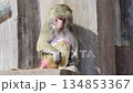 Baboon sitting and looking down in a moment of solitude 134853367