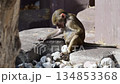 Young baboon playing with small pebbles on a rock in a natural habitat 134853368