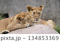 Two young lion cubs resting on a rock in the zoo 134853369