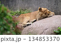Lion cub resting peacefully on a large rock, surrounded by green foliage 134853370
