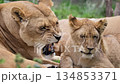 Adult lion baring teeth while resting with a baby lion 134853371